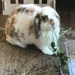 Meet your Posher, Meredith